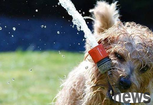Dehydration of dogs is dangerous, 5 signs indicate that your dog needs to fill in moisture