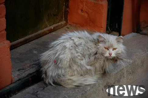 The stray cat can never forget it after a glance | The stray cat, just because she looked at you more in the grass, she never forgets your appearance again!