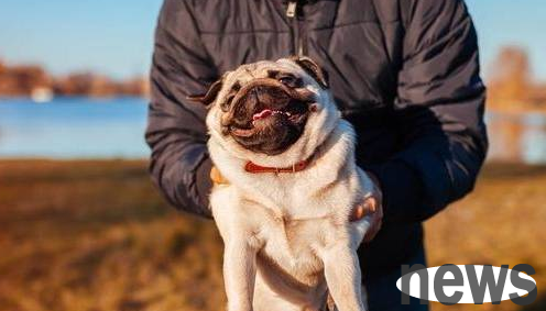 In the eyes of a dog, the owner hugging it represents this meaning!