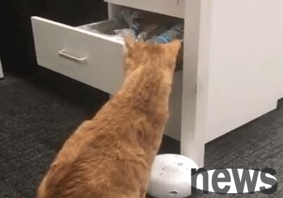Will cats imitate their owners’ behavior?
