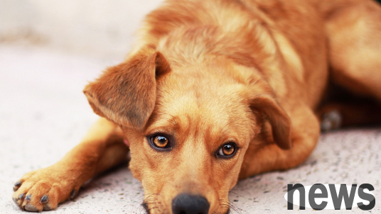 These three diseases cannot be ignored, elderly dogs are prone to suffering from