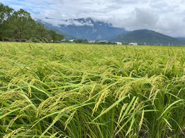 Talk about the rice fragrance of food / island