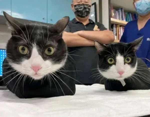 The woman took the cow cat to the clinic for treatment, and the air became quiet: Why did she wear the same clothes?