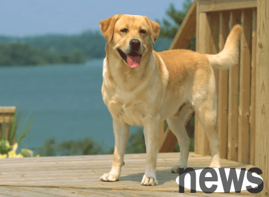 What are the causes of dogs  limb twitching? Do you know everything?