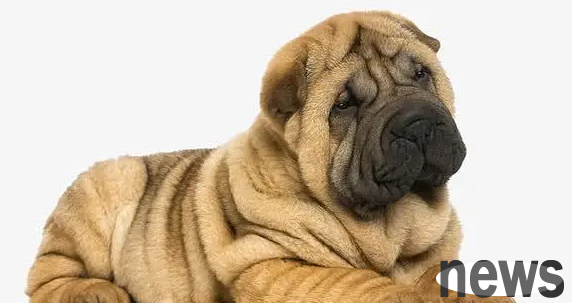 What medicine is good for Sharpie dogs to take for colds? Master s Instructions