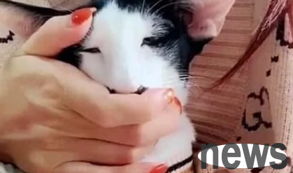 A woman complained to her friend about her ugly cat, but her friend didn t believe it. Unexpectedly, she laughed and squirted after seeing the photo.