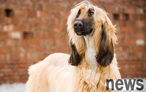 How to correct the bad habits of Brad Retrievers? Let you know in one article~