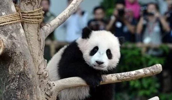 What will the giant panda become after the black and white are reversed? Netizens’ picture destroys their views. Come back quickly