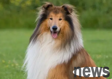 What kind of breed of dog is Buck? If you don’t know, come and have a look!
