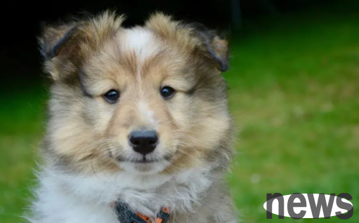 Come and learn: What should I do if my pet dog catches a few red marks?