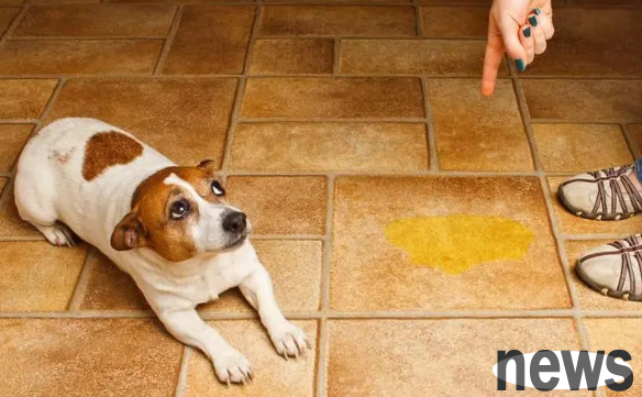 How to teach dogs to use the toilet? These skills need to be mastered