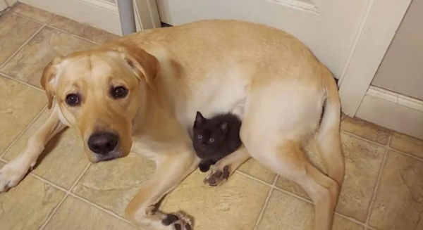 Because I love the new kitten so much, the dog hides it and prevents others from touching it!