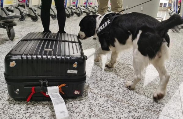 What kind of dog is the dog that smells luggage at the airport? Come and have a look