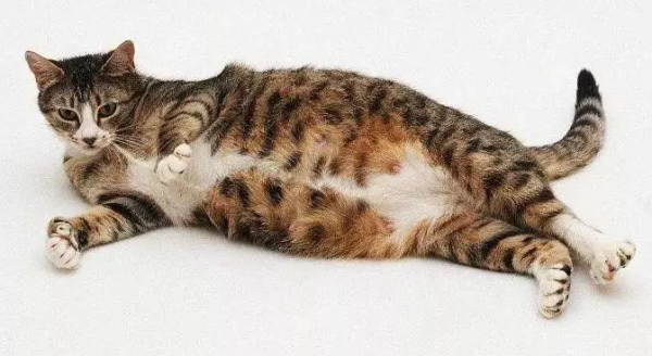 great! The pregnant cat has not given birth for a long time, and has given birth to four babies after hardships, but he still doesn t say anything when he is trampled on his wound