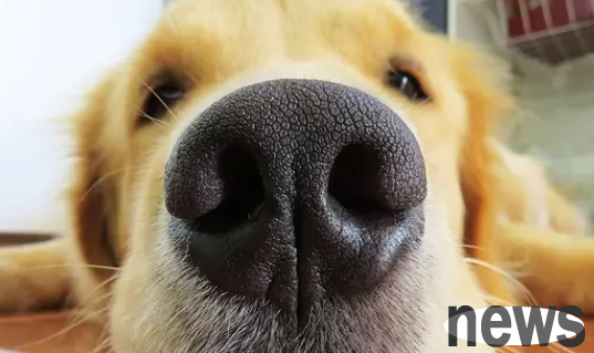 What s wrong with the dog s nose being no longer wet? The owner should pay attention when he discovers it.