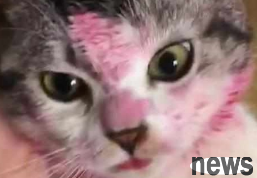 Before going out, the cat and dog looked at the child. When the owner came back, he saw the cat and dog s face, and his face turned green!