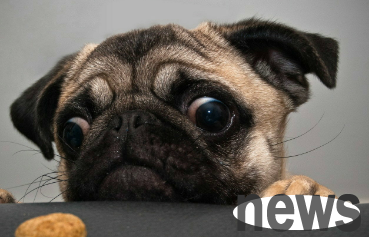What are the signs of a dog getting old? Let s take a look at the owner