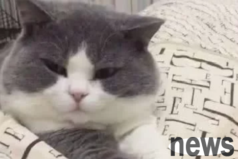 The owner forgot to prepare cat food for the cat when he went out. When he pushed the door home, the cat s reaction made people laugh and cry