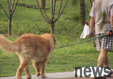 Why do dogs suddenly don’t like to go out for a walk? Do you know?