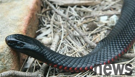The owner was bitten by a poisonous snake. The brave cat stepped forward and fought back and killed the snake.