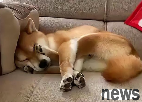 Why do dogs cover their faces with their front feet? Let me tell you in one article!