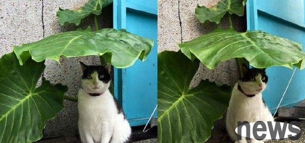 The cat squatted under the leaves and hiding from the rain is very similar to the plot of the movie, with a cute expression