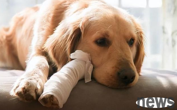 What medicine should I take if my dog s leg is sprained? These methods are worth trying