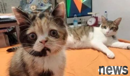 The owner brought the cat to celebrate his birthday to his 98-year-old grandfather. The grandfather and the cat fell into trouble at first sight.