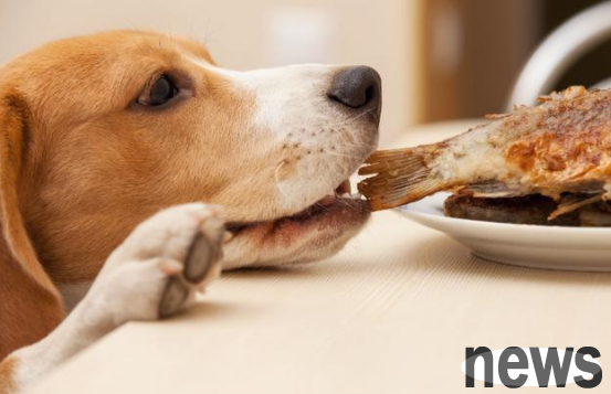 Will it be a problem if a dog eats fish bones? This article has an answer!