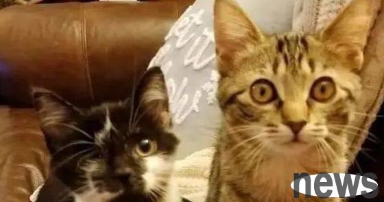 Injured kitten is afraid of people, one-eyed cat helps it regain courage