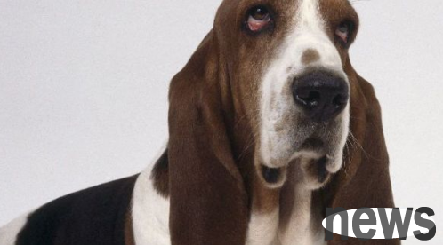 What breed of dog has big ears? How many have you seen?