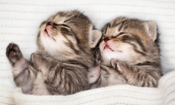 5 common senses about raising cats! A must-read for novice cat owners and people who are planning to raise cats, useful collection and forwarding
