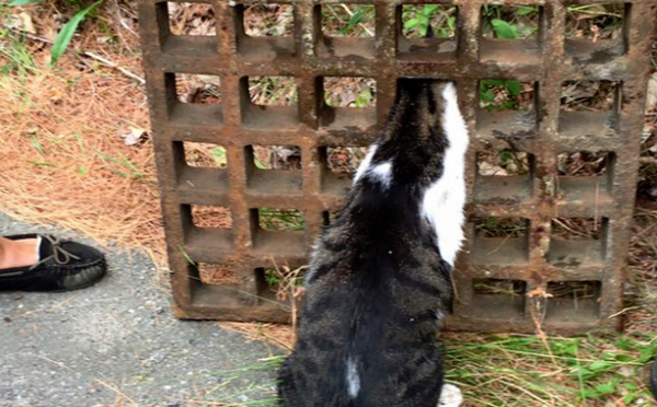 The kitten was trapped in the drainage ditch and her life was in danger. Fortunately, the warm-hearted firefighter rescued her.