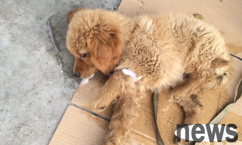 If a dog convulses and foams at the mouth, it will be fine after a while. The owner should also pay attention to it.