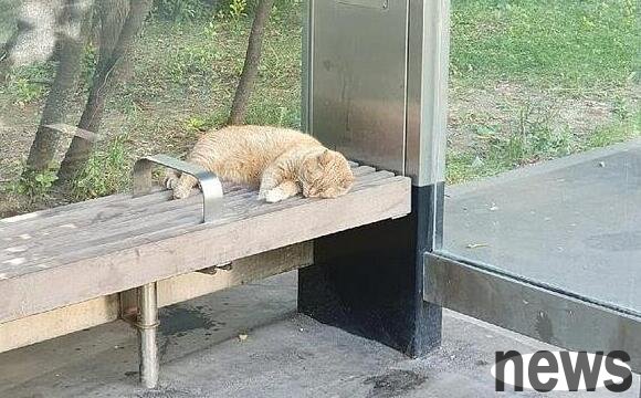 The orange cat visited the bus station for several weeks in a row. Some kind-hearted people thought it was lost, but later they realized it was the wrong bus stop. Some kind-hearted people thought it