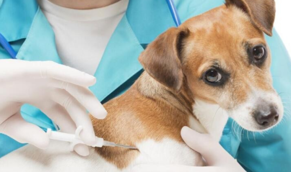 What should I pay attention to when giving rabies vaccine to dogs? A must read for newbies