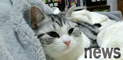 The cat died suddenly while taking a bath, and the cat owner cried while watching the surveillance video