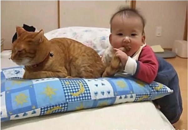 The orange cat was lying there taking a nap, and the baby bit its tail. The mother felt relieved after seeing it clearly.