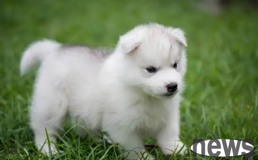 Popular science for pet owners: What should I do if my puppy falls and is limping?