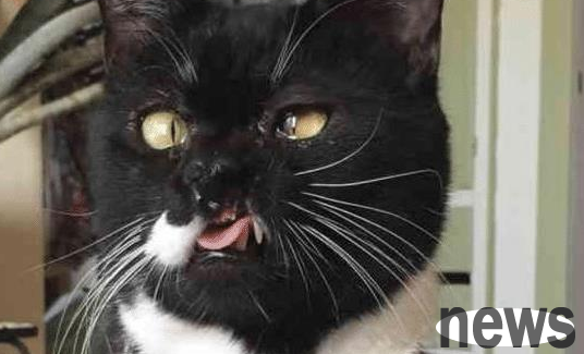 A stray cat was 