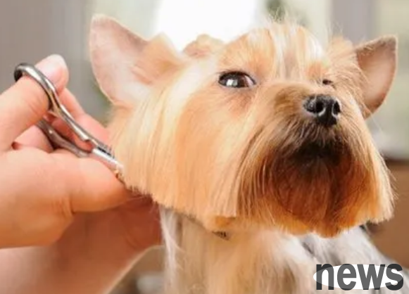 How can I get my dog ​​to get its hair clipped? Pay attention to skills