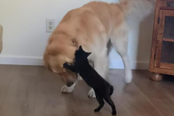 The warm-hearted golden retriever is like a big brother, even though he was beaten by a kitten, he still gave in!