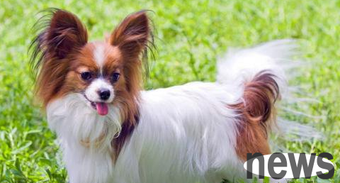 What should I do if my dog ​​has hydrocephalus? How to solve it?