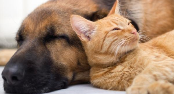 The poor puppy was hugged by the big cat, his movements were obedient but his eyes betrayed him