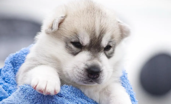 There are big problems when dogs drink water fiercely. Have you learned it?