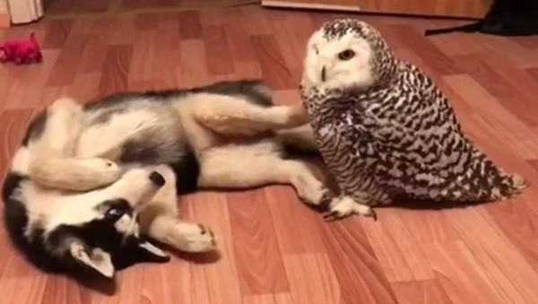 The owner was worried that the husky would tear down the house, so he found an owl for the husky to entertain him. He had to hold back his laughter for the next second!