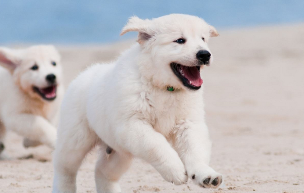 What should you pay attention to when raising a male and a female dog? These are the things you need to know~