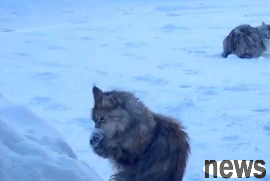 The cat picked up the snow and started licking it, leaving its companions behind confused.