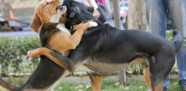 How often does a male dog go into heat? Strange knowledge grew!