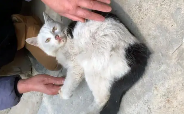 Stray cat was injured by a relative and drags its stumped leg to please humans